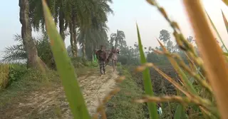 শীত মৌসুমে ব্যস্তসময় পার করছেন যশোরের গাছিরা